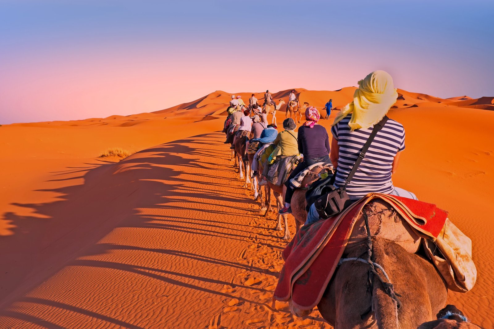 camel caravan going through the sand dunes in the sahara desert,